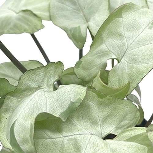 BubbleBlooms Syngonium Moonshine in a 4 inch Pot Variegated Arrow Head Vine Rare - Image 3