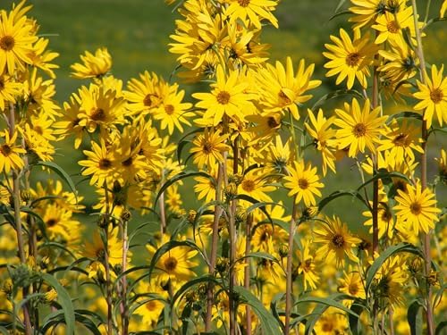 Maximilian Sunflower Seeds - 6000+ Count - for 2026 Planting Prairie Sunflower Perennial Wildflower Drought Tolerant Deer Resistant Tall Yellow Flower Grow Your Own Home Farm Patio - Image 2