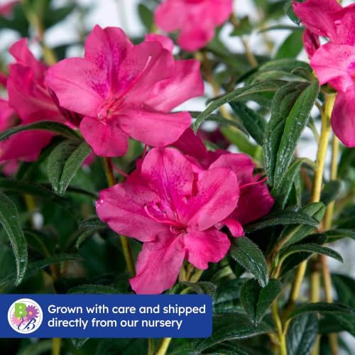 Encore Autumn Jewel Azalea, Live Azalea Flowers, 3 Gallon - Image 7