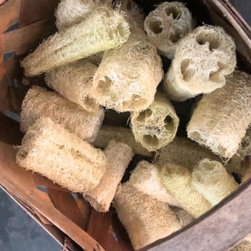 Organic Luffa Gourd Seeds (Luffa acutangula) 10 Seeds (0.2 Grams) - Loofah, Loofa, Luffah Gourd - Edible and Grow to Make Your Own Sponges - Sponge Gourd Seeds by Smoke Camp Crafts - Image 3