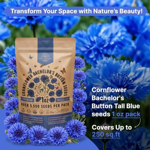 Cornflower Bachelor's Button Tall Blue Seeds for Planting - 1 oz Pack, Approx. 5,500 Centaurea Cyanus Seeds for Outdoor Gardens, Cut Flowers and Pollinator Habitats - Image 4
