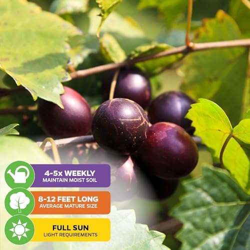 Delicious Muscadine Grape Vine (2-Pack) Live Plant by Wellspring Gardens - Image 3