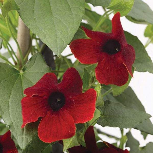 Thunbergia Red Vine Live Plants, 2 Pack - Image 3