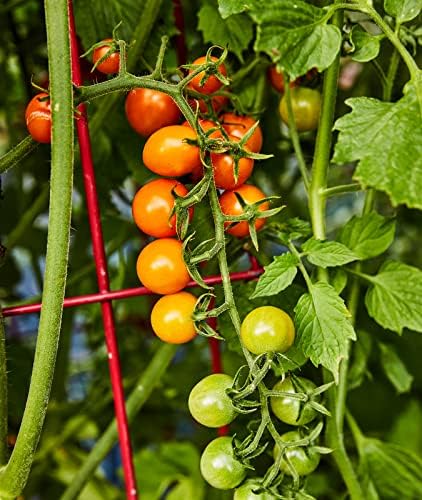 Burpee 'Sun Gold' Hybrid, Sweet Orange Cherry Tomatoes, 30 Non-GMO Seeds - Image 4