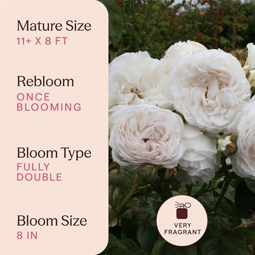 Heirloom Climbing Roses, Live Own Root Plant, Long John Silver - Image 6