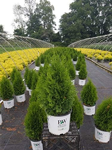 Live Plant from Green Promise Farms Thuja occidentalis 'North Pole' (Arborvitae) Evergreen, 3-Size Container, Green Foliage - Image 2