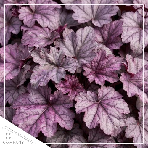Heuchera (Coral Bells) - Shades of Purple, Live Shade Perennial, 10" Tall by 6" Wide in 2 Qt Pot - Image 2