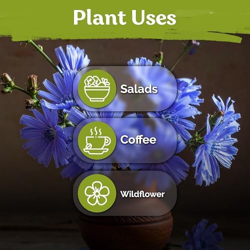 550 Chicory Heirloom Flower Seeds for Planting, Cichorium Intybus - Image 6