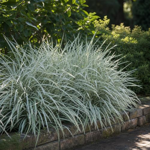 Aztec Grass - 1 Gallon Size Plant - Live Variegated Liriope - Ophiopogon Intermedius Argenteomarginatus - Image 2