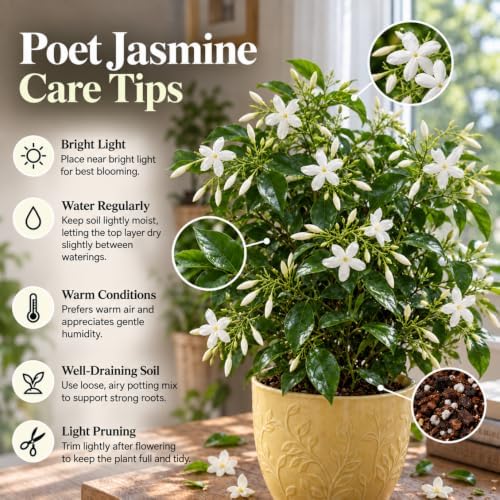 Set of 2 Live Poet Jasmine Shrubs, 4–6"Tall, Fragrant Flowers - Image 3