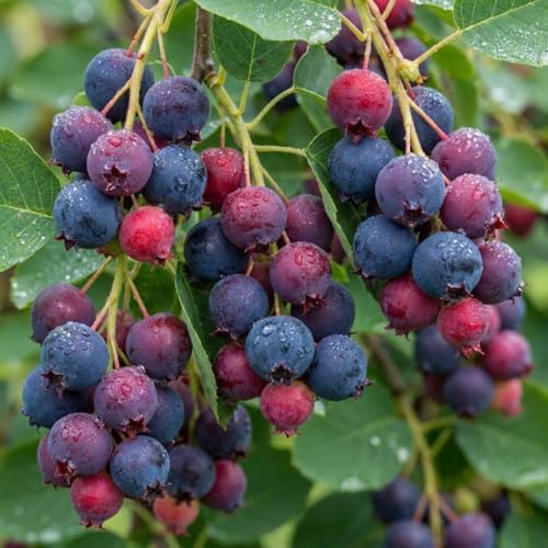 Serviceberry Tree Live, Well-Rooted Berry Plant, Dormant, 5-9 Inch Tall - Image 4