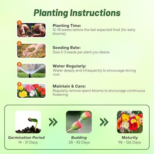 Outsidepride Hybrids Mix Gerbera Seeds - 200 Pcs Perennial, Compact & Low Maintenance, Flower Seeds for Planting w/Vibrant Mixed Blooms, Ideal for Garden Landscaping & Cut Flower Arrangements - Image 4