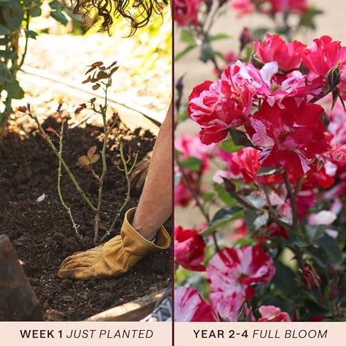 Heirloom Climbing Roses, Live Own Root Plant, Fourth of July™ - Image 3
