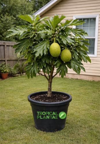 Breadfruit Tree (Artocarpus camansi) – Live Tropical Fruit Tree – USDA Certified by Unknown