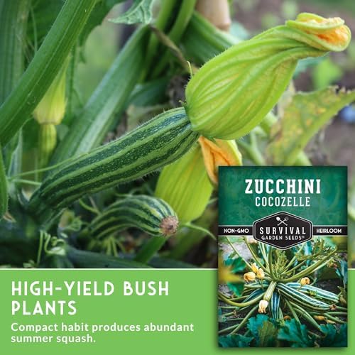 Cocozelle Zucchini Seeds for Planting - 1 Pack - Image 5