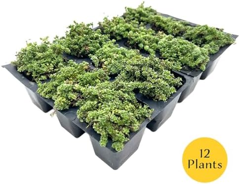 12 Elfin Thyme – Low-Growing, Fragrant Evergreen Groundcover for Borders, Rock Gardens & Containers – (Thymus serpyllum 'Elfin') in 2.5″ Cubes, Live Plants - Image 4