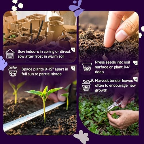 SVI 2500 Purslane Seeds (Portulaca oleracea) – Common Purslane, Verdolaga Seed Packets Bulk, Pigweed, Succulent Grow – Heat & Drought Tolerant Heirloom Herb Seeds, Indoor Herb Garden & Outdoor Garden - Image 5