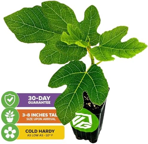 Chicago Hardy Fig Tree (2-Pack) Live Starter Plants by Wellspring Gardens - Image 2