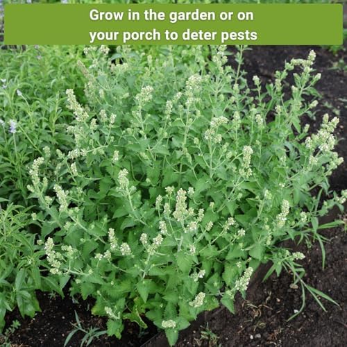 Sow Right Seeds - Insect & Pest Repellent Seed Collection for Planting - Image 5