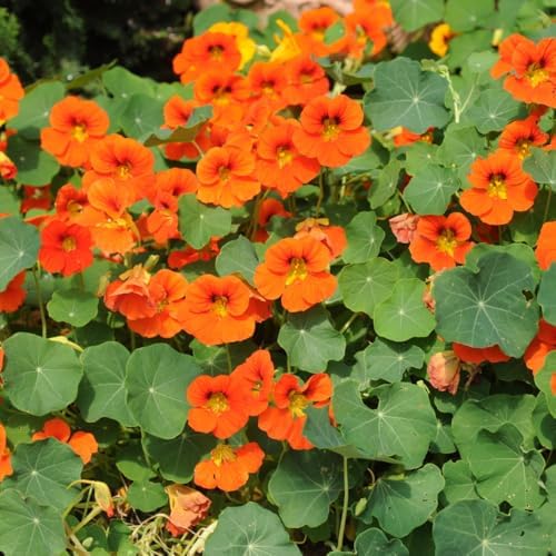 2 Nasturtium Plants Live, Hardy Nasturtium Vine, 4 Inch Pot - Image 2