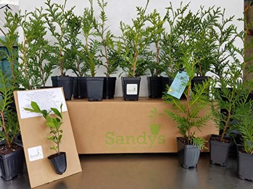 Thuja Green Giant Arborvitae Lot of 75, 3 Inch Pot - Image 4