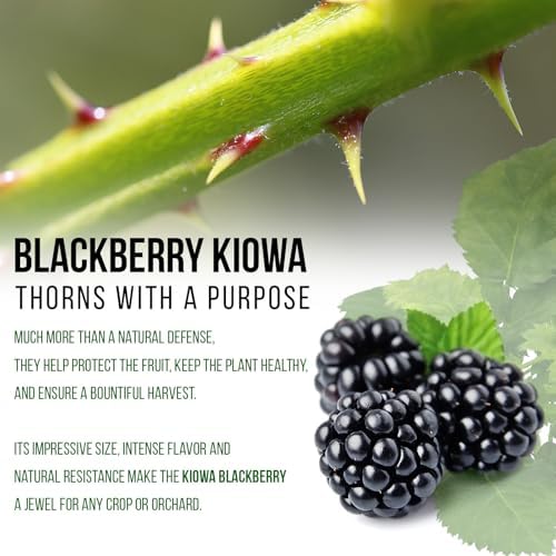 BlackBerry Plant Kiowa (4 Pack) | Live Fruit Plant for Planting | Extra-Large, Juicy & Sweet Berries | Thorny & High-Yielding Variety | Perfect for Fresh Eating, Jams & Organic Gardening - Image 4