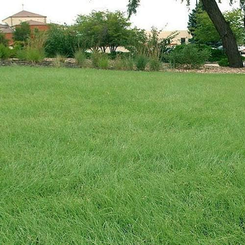 Outsidepride Xeriscape Native Prairie Grass Seed Mix – 25 lb. Perennial, Warm-Season, Cold & Drought-Tolerant, Fine Leaved, Dense Turf Grass Seeds for Lawn, Ground Cover & Arid Xeriscape Landscaping - Image 6