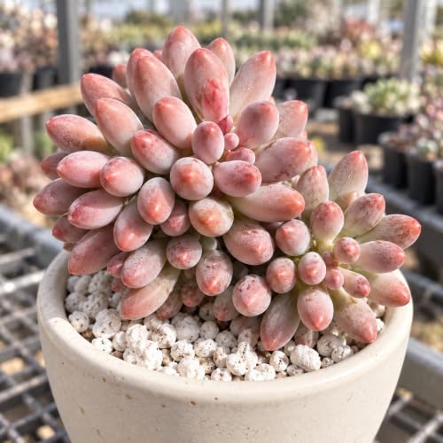 Pachyphytum 'Baby Finger' 3 Inch Clustered Bare Root Succulent Plant - Image 5