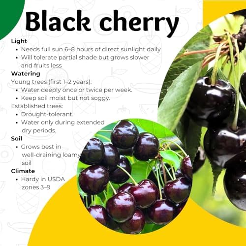 2 Black Cherry Trees Live Plants, Tropical Fruit Tree, 1-1.5 Ft Tall - Image 4