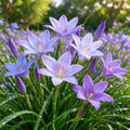 Rain Lily Bulbs, Zephyranthes, Decorative Perennial Flower Bulbs for Home, Landscape & Garden Ornament, Easy to Grow，B：10Bulbs by Unknown