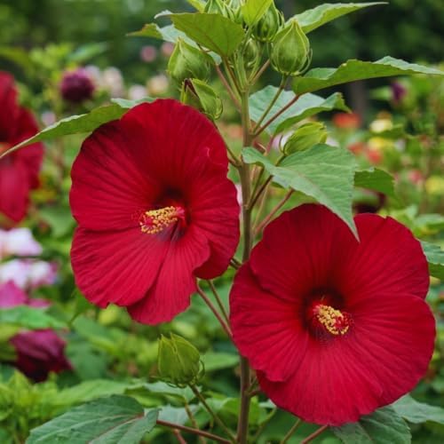 2 Red Hibiscus Flower Live Plants, Blooming Garden Shrub, 4-6 Inch Tall - Image 3
