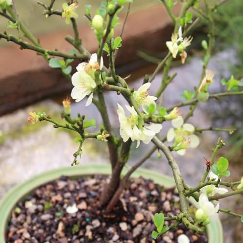 Brussel's Bonsai - Medium Live Bonsai Tree, Potted Outdoor Plant - Image 5