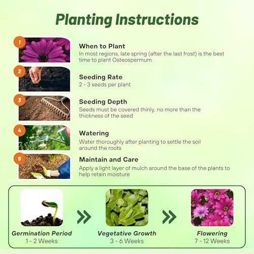 Outsidepride Purple Osteospermum African Daisy Seeds - 10 Pcs. Perennial Flower Seeds for Planting Outdoors with Long-Lasting Blooms, Drought-Tolerant, Easy to Grow for Sunny Gardens & Borders - Image 4