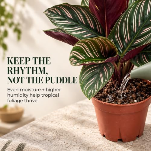 Calathea Ornata Live Plant, 2 Inch Pet Safe Indoor Houseplant - Image 4