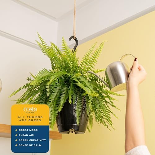 Costa Farms Boston Fern, Live Indoor Plant, Easy Care, Home Decor - Image 5