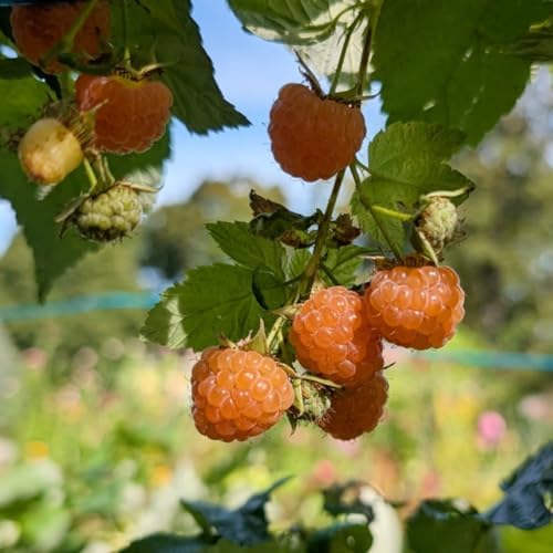 2 Fall Gold Live Raspberry Plants, Home Garden Berry Bush, 4-6 Inch Tall - Image 6