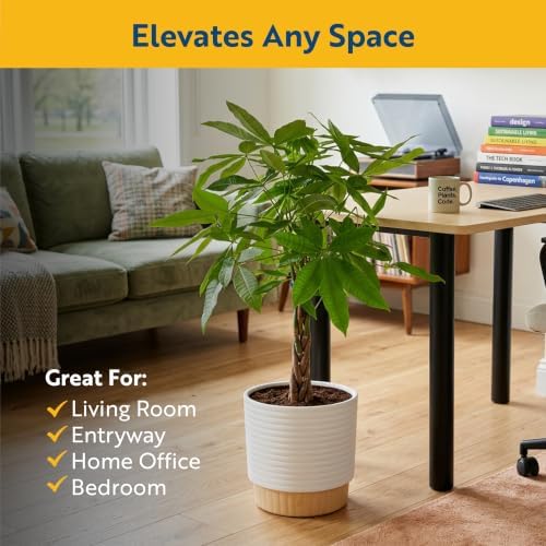 Costa Farms Money Tree Live Indoor Plant, Pet Friendly, 3-4 Ft. Tall - Image 3