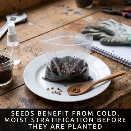 100 Redbud Tree Seeds | Flowering Tree Seeds for Planting - Image 6