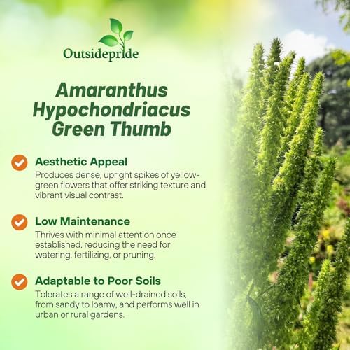 Outsidepride Green Thumb Amaranthus Seeds - 10000 Pcs Easy to Grow, Drought Tolerant Annual Amaranth Seeds for Planting with Colorful Spikes, for Cut Flower Arrangements, Flower Beds & Borders - Image 3