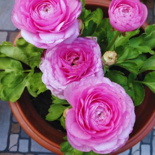 25 Pink Ranunculus Bulbs for Fall Planting, Ranunculus Flower Spring by TANKDA