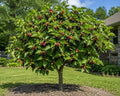 Mulberry Dwarf Everbearing Tree (4 Pack) Live Fruit Plants by Unknown