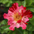 Heirloom Climbing Roses, Live Own Root Plant, Fourth of July™ by HeirloomRoses