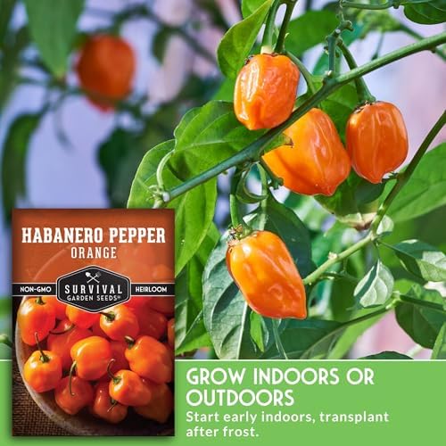 Orange Habanero Seeds for Planting – Survival Garden Seeds (3 Pack) - Image 4