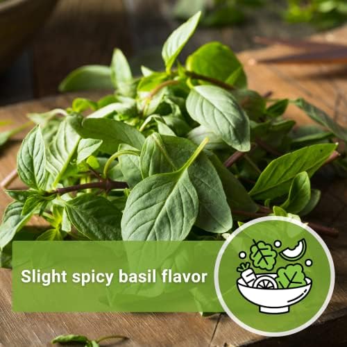 Sow Right Seeds - Siam Queen Thai Basil Seeds for Planting Your Herb Garden - Image 5