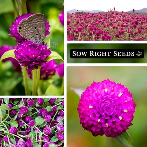 Sow Right Seeds - Purple Globe Amaranth Seed for Planting Gomphrena Flower - Image 4