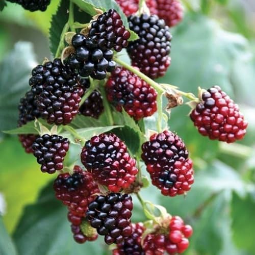 Set 2 Boysenberry Live Plant, 4-7 Inches Tall - Image 2