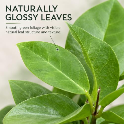 Hoya Skinneriana Live Plant | Hoya Cuttings Starter Plants - Image 2