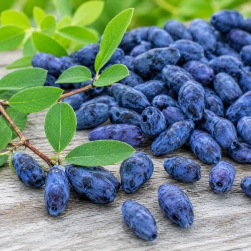 Aurora Honeyberry (Haskap) Shrub - 6-12" Tall Live Plant - Image 4