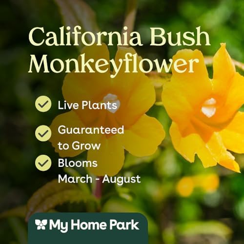 California Bush Monkeyflower 6 Live Plants (Diplacus aurantiacus) – California Native Wildflower Shrub for Outdoor Gardens, Drought Tolerant Pollinator Friendly Landscaping - Image 3