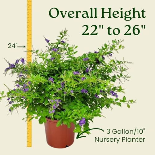 Tropical Plants of Florida - Duranta Sapphire Showers - Flowering Bush Plant - Overall Height 22" to 26" (Plant Only) - Image 3